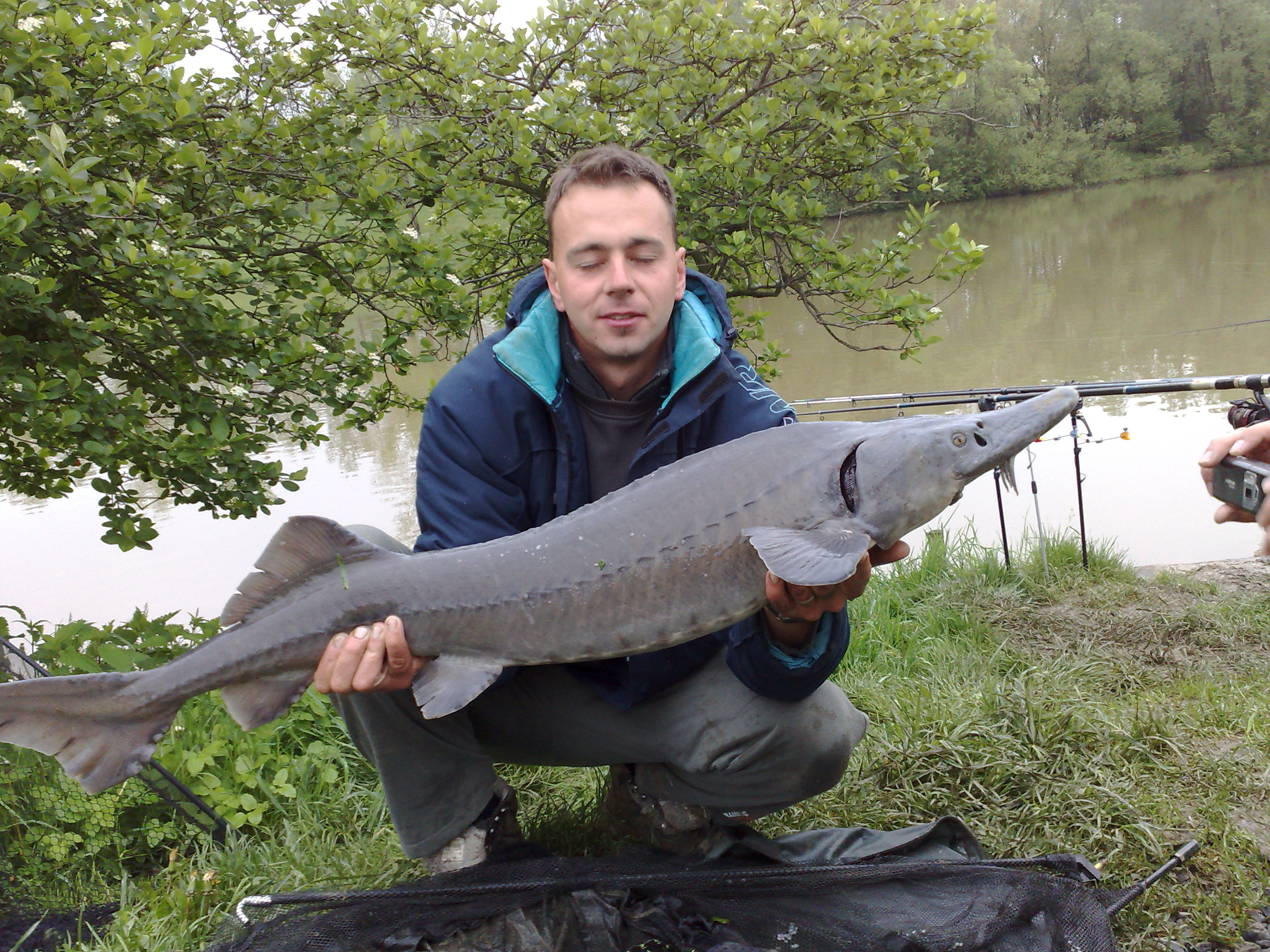 jeseter 117 (olihen)